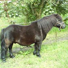 Shetlænder Madsen SOLGT