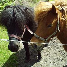 Shetlænder Madsen SOLGT