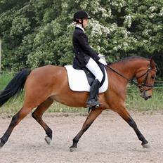 Hollandsk Sportspony Miss Charming