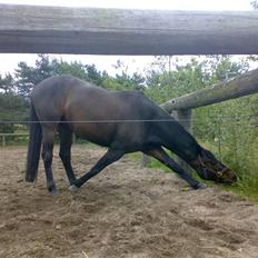 Trakehner Goldenas ( SOLGT)- R.I.P.