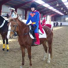 Anden særlig race Santos