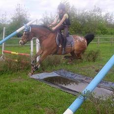 Appaloosa Rebel Bounty   .