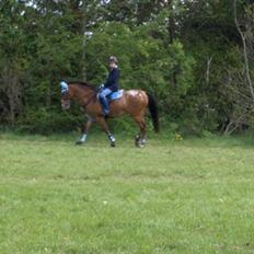 Appaloosa Rebel Bounty   .