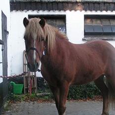 Islænder Logi ( Aflivet ) R.I.P