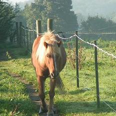 Islænder Logi ( Aflivet ) R.I.P