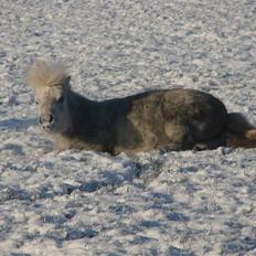 Shetlænder Mayby <3(: