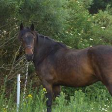 Anden særlig race Junker:)