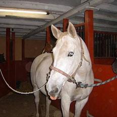 Anden særlig race Æblehavens: Zippe (DØD)