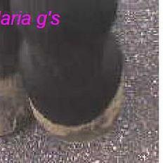 Anden særlig race KLAUS (død)