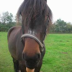 Anden særlig race Junker:)