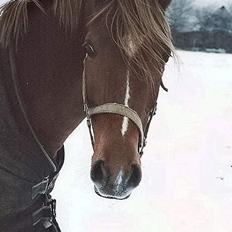 Tysk Sportspony Nørlunds Westpoint solgt