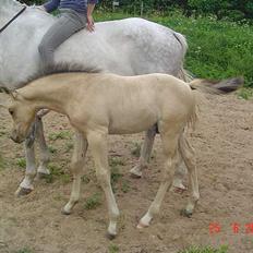 Anden særlig race Golden Star.