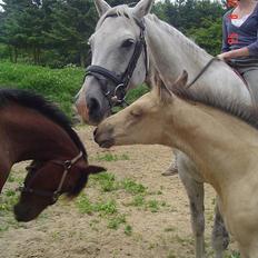 Anden særlig race Golden Star.