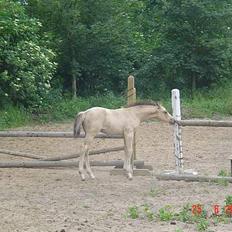 Anden særlig race Golden Star.