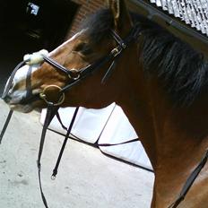 Anden særlig race Supér**SOLGT**