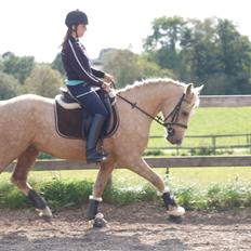 Connemara Bechs Niall 