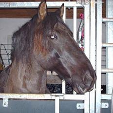 Anden særlig race Lukas