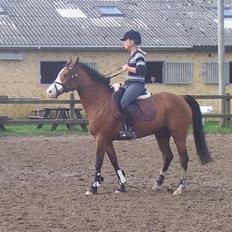 Welsh Pony af Cob-type (sec C) Natasja (solgt)