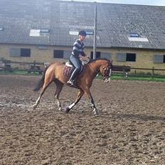 Welsh Pony af Cob-type (sec C) Natasja (solgt)