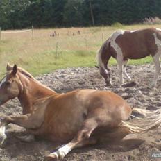 Anden særlig race Stald Regius´ Max R.I.P.