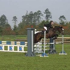 Dansk Varmblod Cornet Byhøj