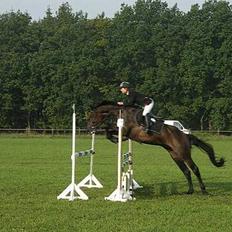 Dansk Varmblod Cornet Byhøj