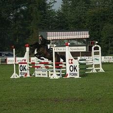 Dansk Varmblod Cornet Byhøj