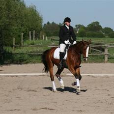 Dansk Varmblod Royal Salute (Aflivet)