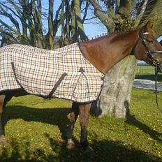 Dansk Varmblod Liberty Lady-Hvil i fred