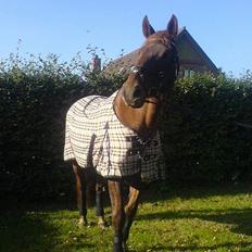 Dansk Varmblod Liberty Lady-Hvil i fred