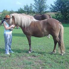 Islænder Stella fra Hvam(R.I.P)