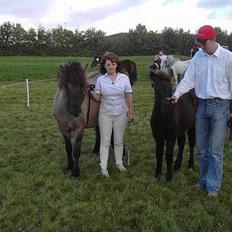 Islænder Helga fra Dolmer