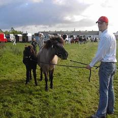 Islænder Helga fra Dolmer