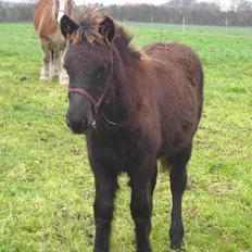 Islænder Helga fra Dolmer