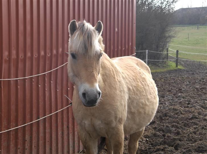 Fjordhest Juma RIP d.8/3-11 billede 5