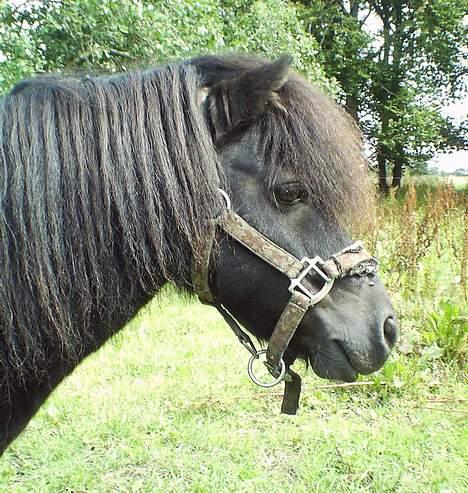 Shetlænder Madsen SOLGT - Smukke mig :D billede 1