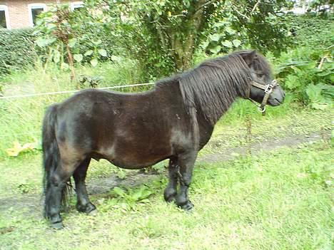 Shetlænder Madsen SOLGT - Hvor er jeg flot!!! billede 2