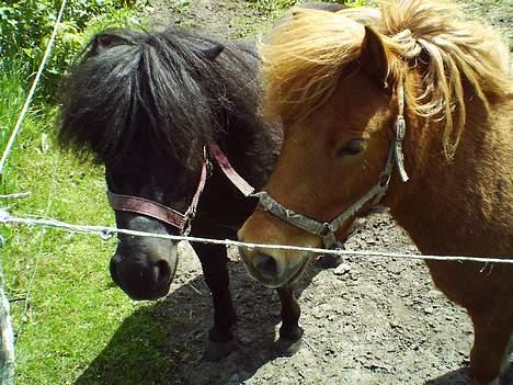 Shetlænder Madsen SOLGT - Mig og min kæreste billede 3