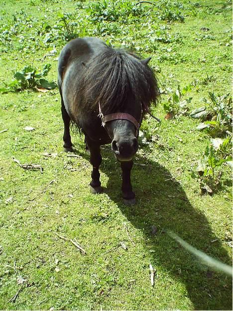 Shetlænder Madsen SOLGT billede 4