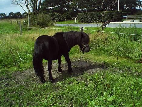 Shetlænder Madsen SOLGT billede 5