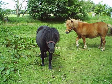 Shetlænder Madsen SOLGT billede 6