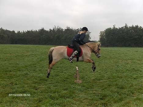 Fjordhest Juma RIP d.8/3-11 - uha :P  billede 6