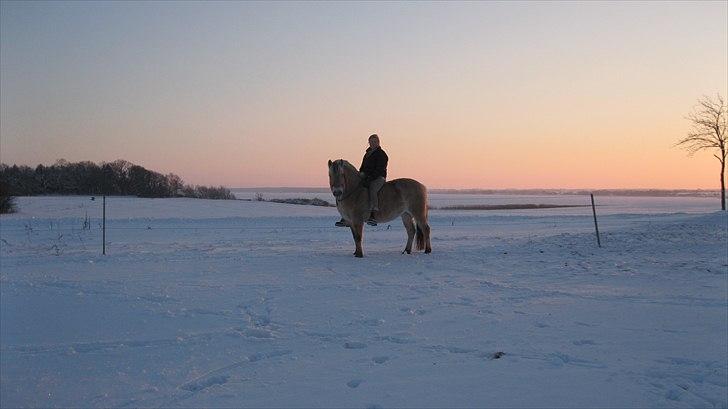 Fjordhest Juma RIP d.8/3-11 - Juma der springer ..  billede 7