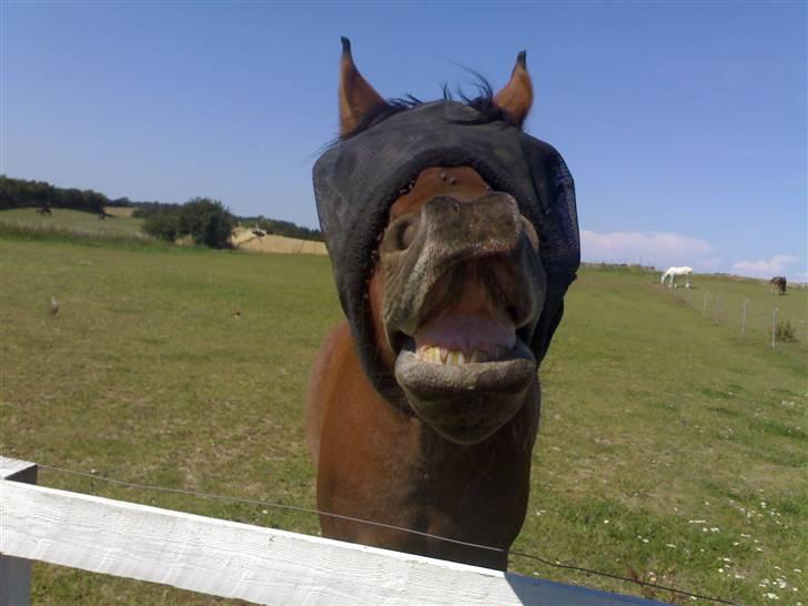 Anden særlig race Kasmir <3 charmetrolden - putte smiler på komando :D billede 11