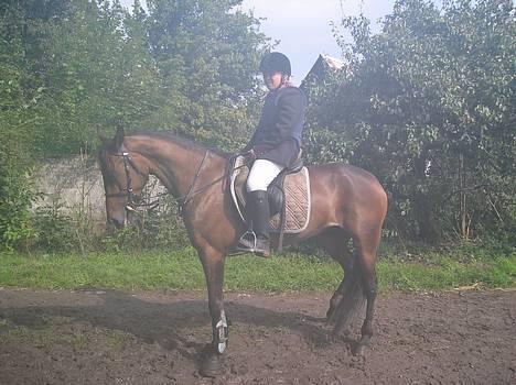 Traver Herculine billede 4