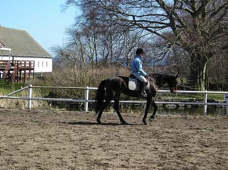 Traver Herculine billede 5