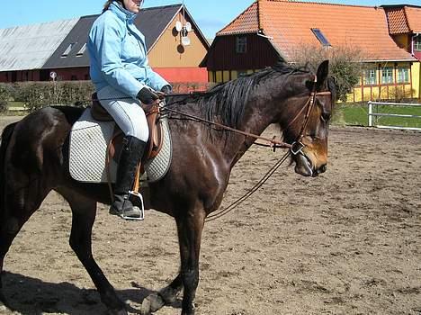 Traver Herculine billede 6