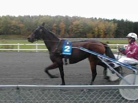 Traver Herculine billede 7