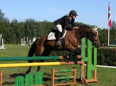 Irsk Sportspony Irish pleasure (Aflivet) - Til stævne i Viborg. billede 6