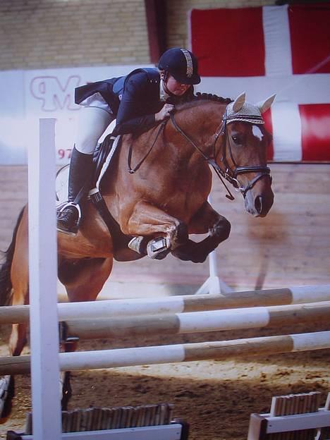 Irsk Sportspony Irish pleasure (Aflivet) - Til stævne i Ikast billede 7